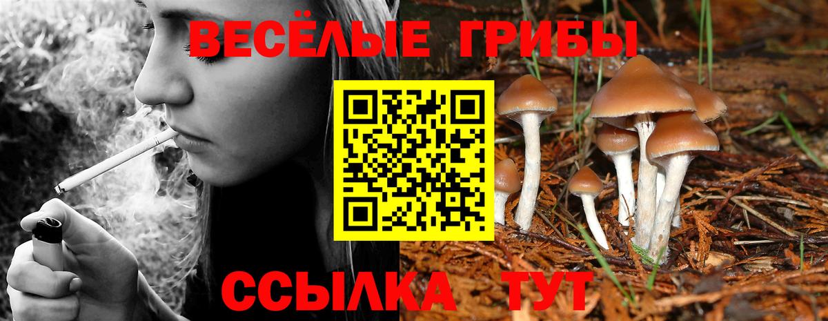 Псилоцибиновые грибы Psilocybine cubensis Майский